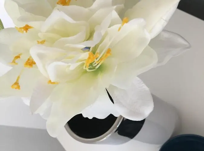 Trinidad Mit Netflix Appartement